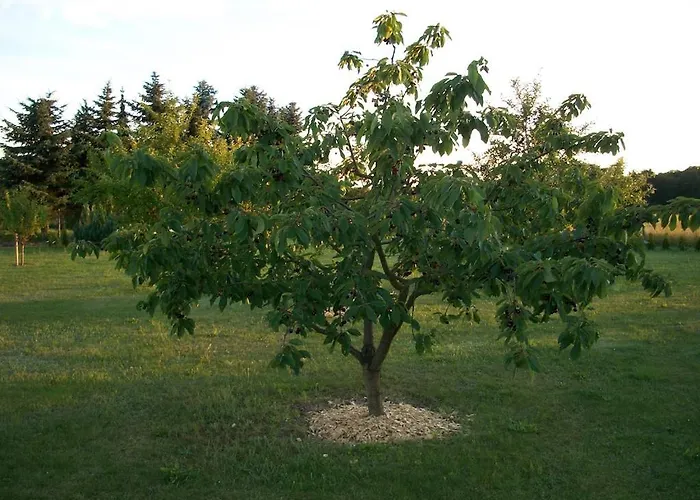 Haus Im Grnen House In The